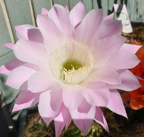 Cactus echinopsis schick - cactus,