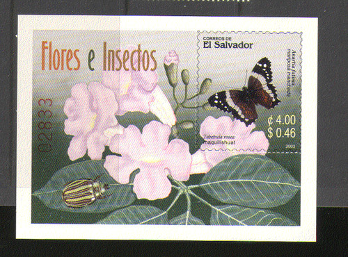 Salvador 2003 - el,