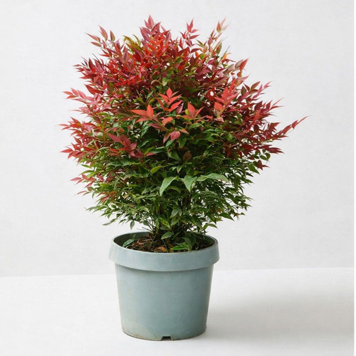 Nandina domestica bambu - nandina,