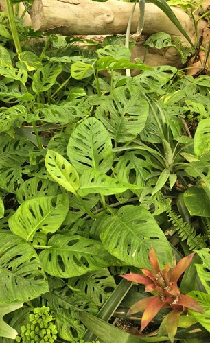 Monstera adansonii talea - monstera,