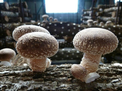Lentinula edodes shiitake - lentinula,