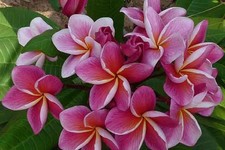 1 PIANTA DI PLUMERIA POMELIA