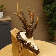 Corna di Cervo Grandi 8 Ender