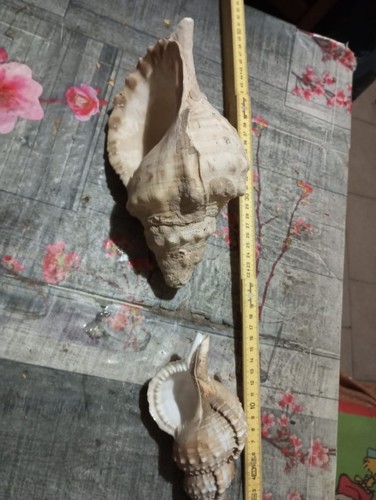 Conchiglie rare da - 2,