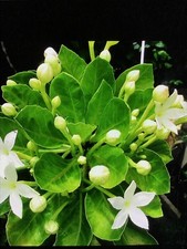 Brighamia rockii 2 Ft Hawaiian