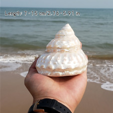 7-15CM Naturale Mare Conchiglie Cover Collectibles Pesce Tender Acquario Decor