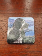 Blue Roan Cocker Spaniel