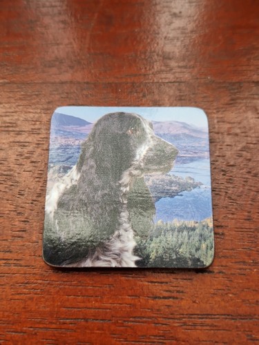 Blue roan cocker spaniel - blue,