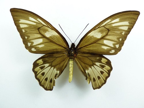 Ornithoptera priamus