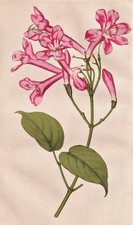 Lundia Acuminata Fiore Botanica Litografia Revue Horticole 1855