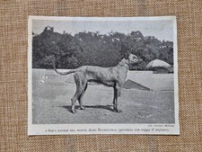Ros cane danese aldo - cane,