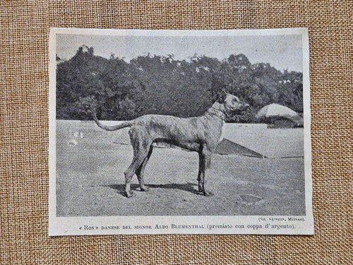 Ros cane danese - , aldo
