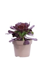 Pianta vera di Aeonium