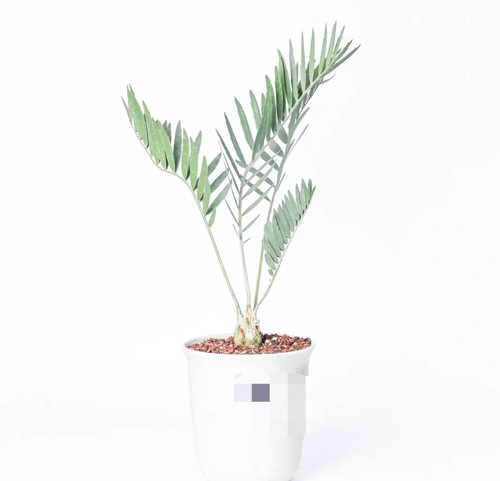 Vaso encephalartos - vaso, 21