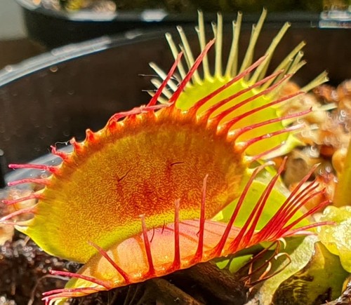 Dionaea muscipula phalanx - gj,