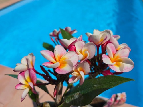 Frangipani plumeria divine - divine,