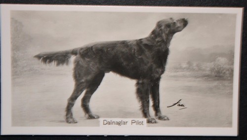 Gordon setter vintage - gordon, 1938