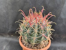 FEROCACTUS PENINSULAE BAJA