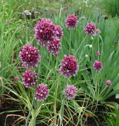 Aglio serpente allium - serpente,