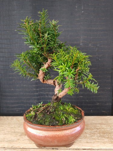 Bonsai tasso visita - , il