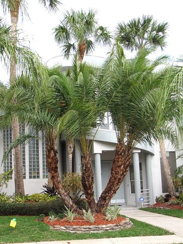 Senegal hybrid date palm - date,
