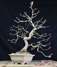 BONSAI ACERO Giapponese Acer Palmatum Deshojo Roter Fàcherahorn Red maple UNICO!