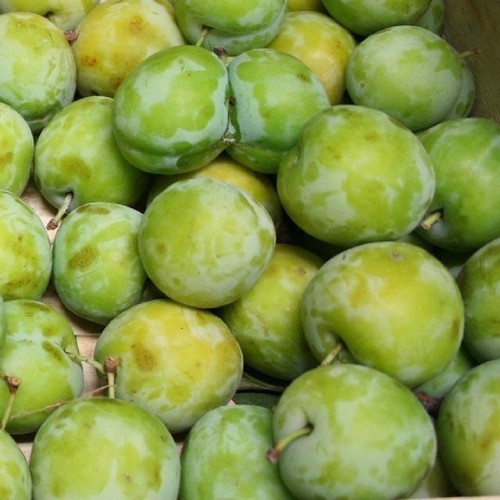 Pianta frutto susino regina - frutto,
