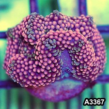 Item#A3367SP3367(S) WYSIWYG
