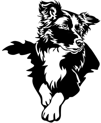 Adesivo border collie - adesivo,