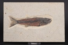5,2" Mioplosus pesce fossile