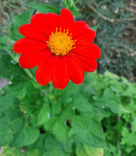 Semi girasole messicano - 10,