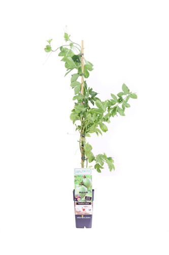 Pianta passiflora - di,
