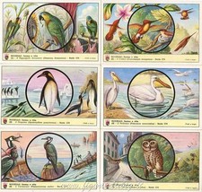 Figurine Lavazza serie n°174 Uccelli: forme e vita ANNO 1959 Chromo