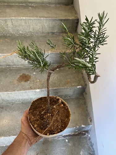 Bonsai rosmarino prostrato - ,prostrato,