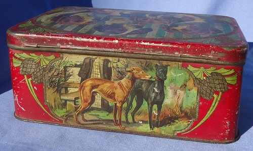 Levriero italiano whippet - italiano,
