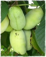 Pianta di Asimina Triloba Sunflower innestata AUTOFERTILE  h 50cm