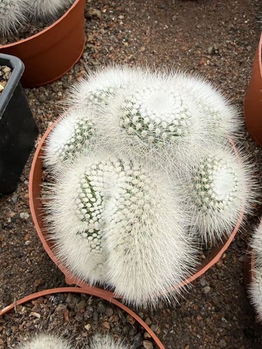 Notocactus scopa cristata