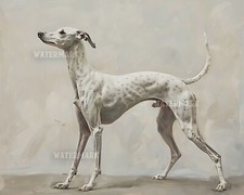 Whippet Gambe Elastiche Stampa