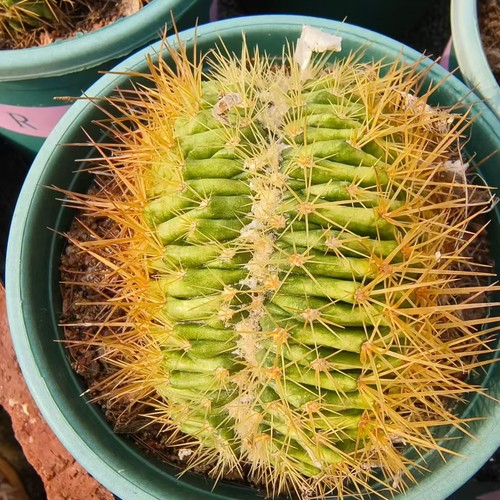 Vendita pianta rara - vendita,