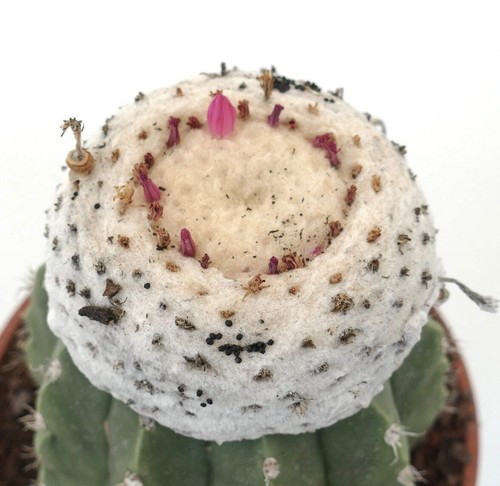 Melocactus maxonii var
