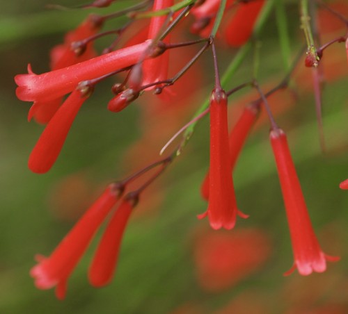 Russelia equisetiformis - ,