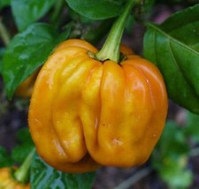 PEPERONCINO - HABANERO