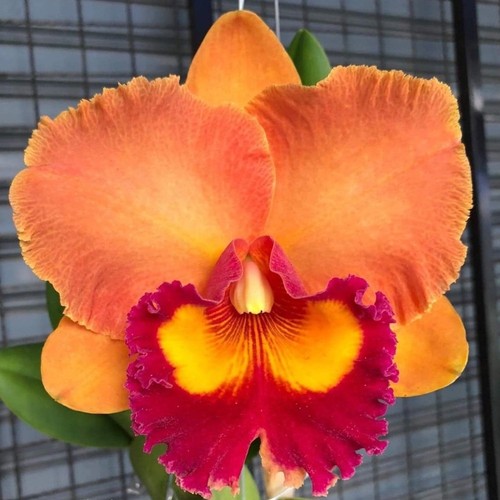 Pianta orchidea cattleya - pianta,
