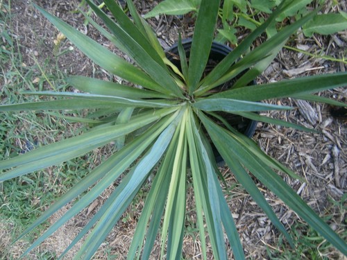 Yucca plant bare root - yucca,