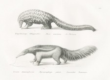 Pangolino Ameisenbär Animali Anteater Litografia Brodtmann 1824