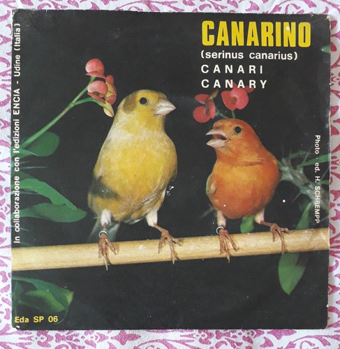 Canarino giri serinus - canarino, 45