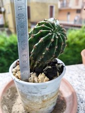 Cactus Echinopsis  pianta