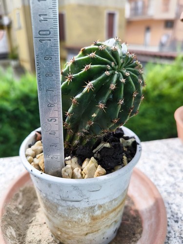 Cactus echinopsis pianta - ,