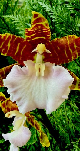 Profumo odontoglossum autumn - profumo,