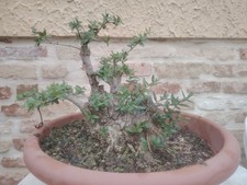 Pre Bonsai Olivastro (Olea
